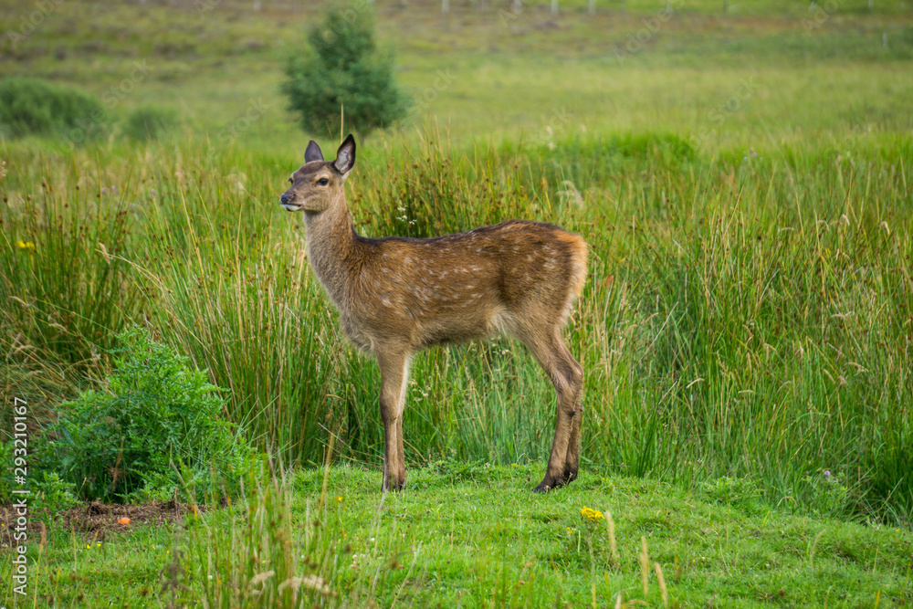 happy deer in the wild happy deer in the wild