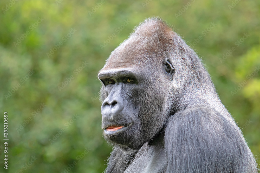 Silverback gorilla portrait in natural habitat Silverback gorilla portrait in natural habitat