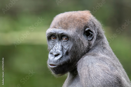 A young gorilla portrait in natural habitat