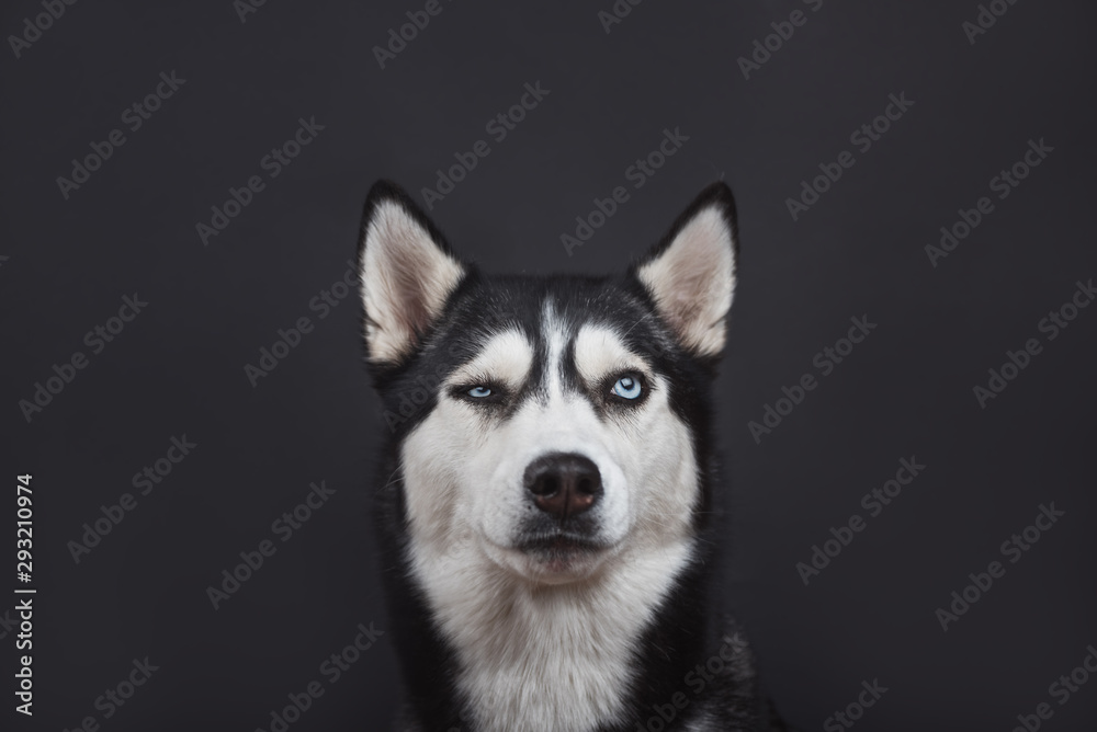 Funny bi-eyed husky dog is looking suspiciously in studio on the black background, concept of dog emotions