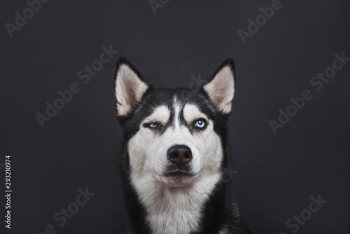 Funny bi-eyed husky dog is looking suspiciously in studio on the black background, concept of dog emotions
