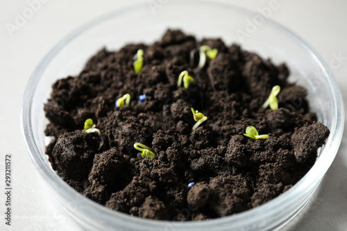 Petri dish with soil and sprouted seeds on light table, closeup. Laboratory research