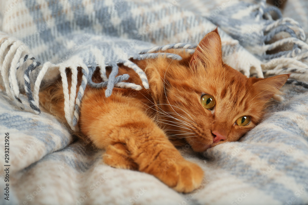 Adorable red cat under plaid. Cozy winter