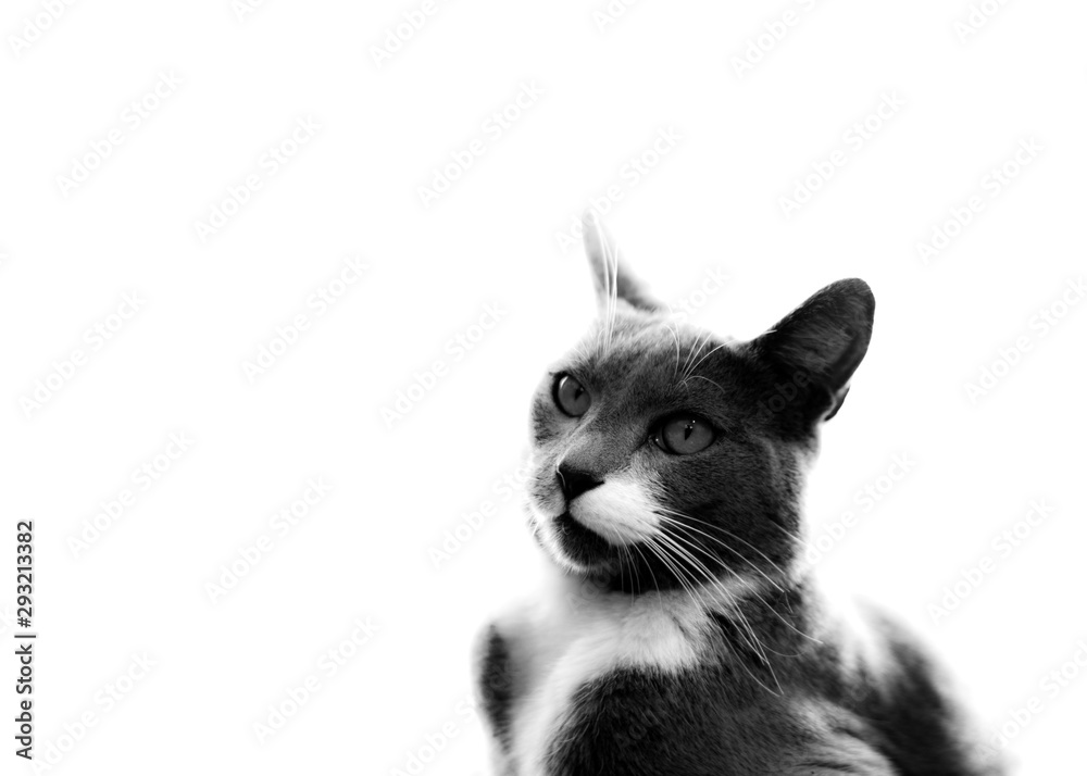 black and white cat lookig up with a serious expression. high key with white background