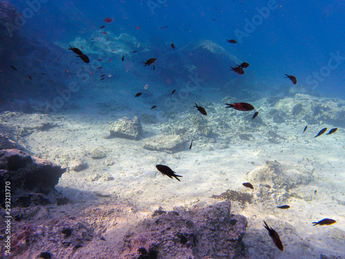 UNDERWATER sea level photo. Small fishes in marine life of the Aponissos beach, Agistri island, Saronic Gulf, Attica, Greece. photo