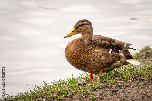 A duck stands on its paws on the shore of a pond.