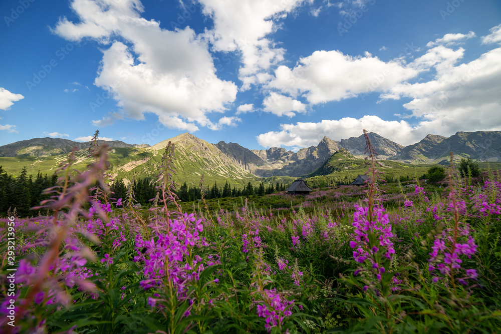 View of the Tatras mountains and colorful flowers in Gasienicowa valley.