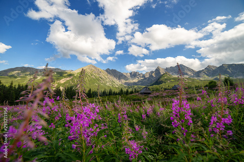 Fototapeta Naklejka Na Ścianę i Meble -  View of the Tatras mountains and colorful flowers in Gasienicowa valley.