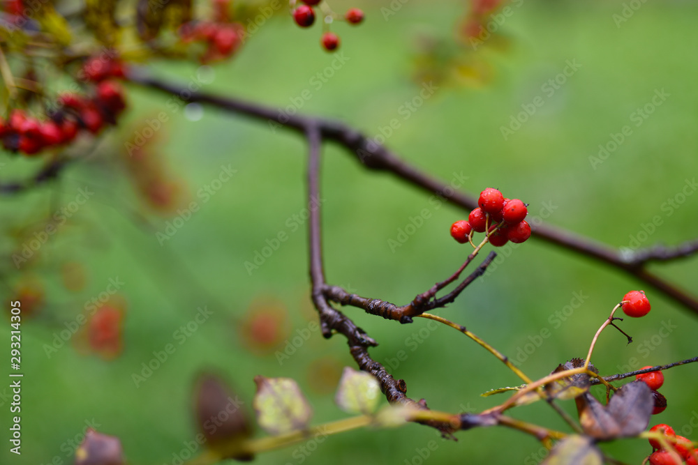 bright red Rowan berries on a branch in the rain bright red Rowan berries on a branch in the rain