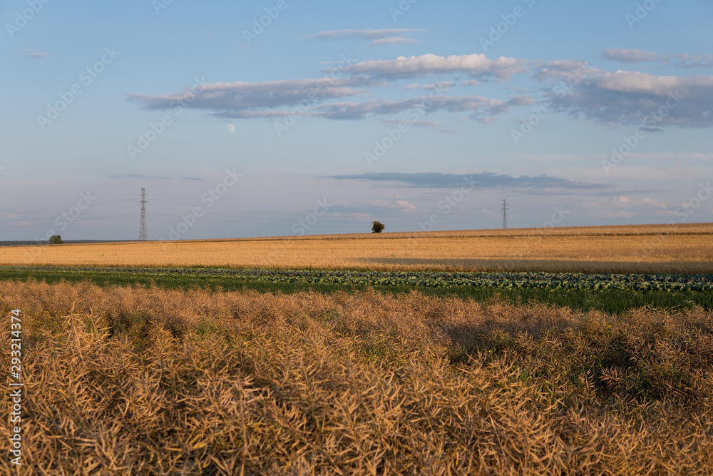 Fototapeta premium rural landscape