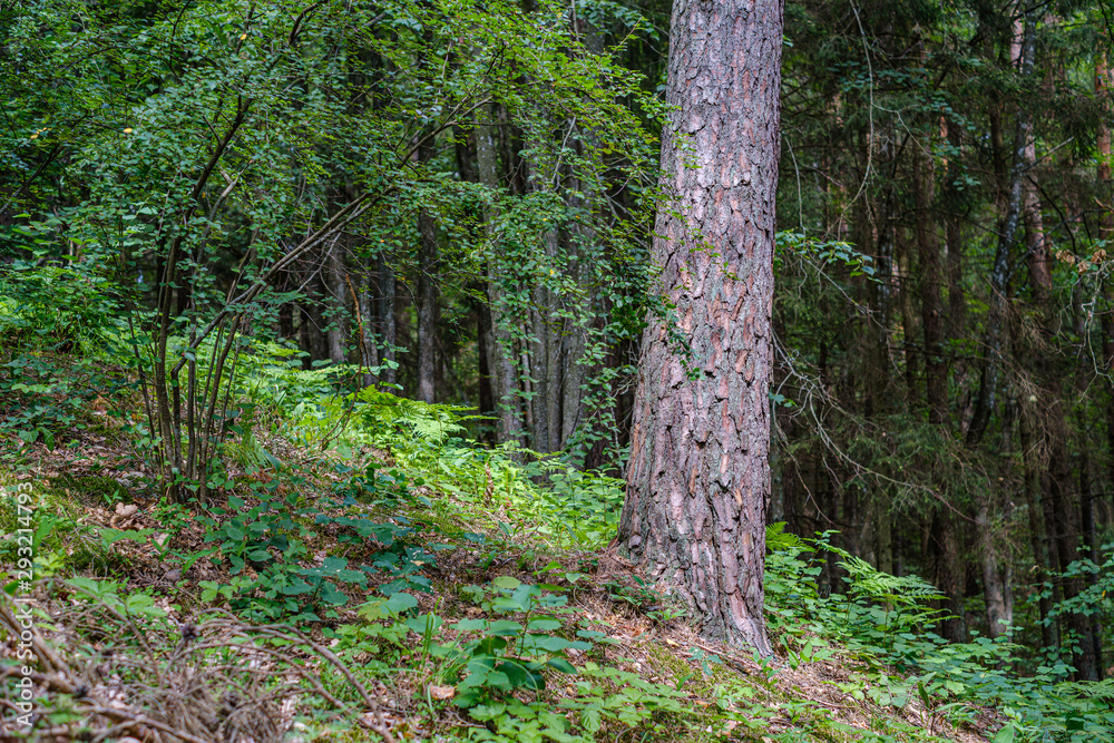 Obraz premium large isolated tree trunks in green forest