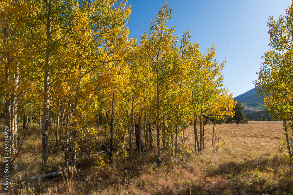Landscape of aspen trees turning yellow on a hillside near Kenosha Pass in Colorado