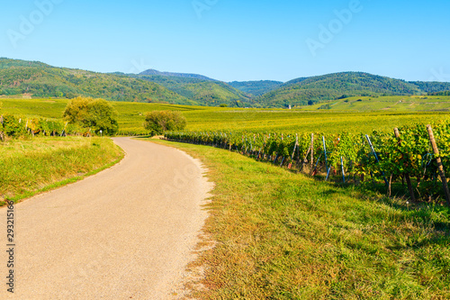 Cycling way among vineyards on Alsatian Wine Route near Riquewihr village, France