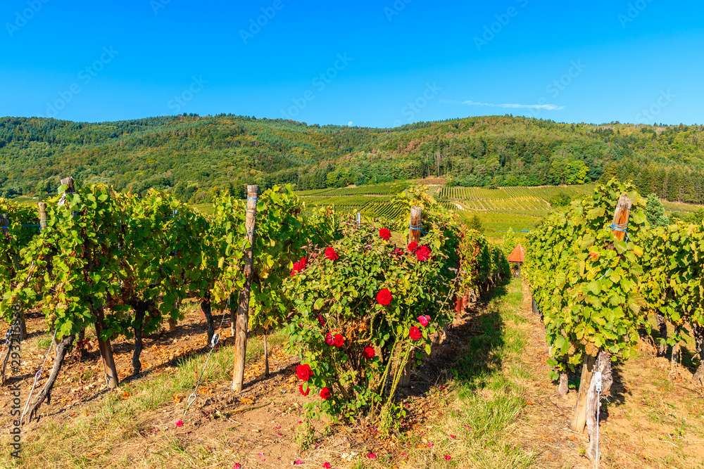 Red roses in vineyards on Alsatian Wine Route near Riquewihr village, France