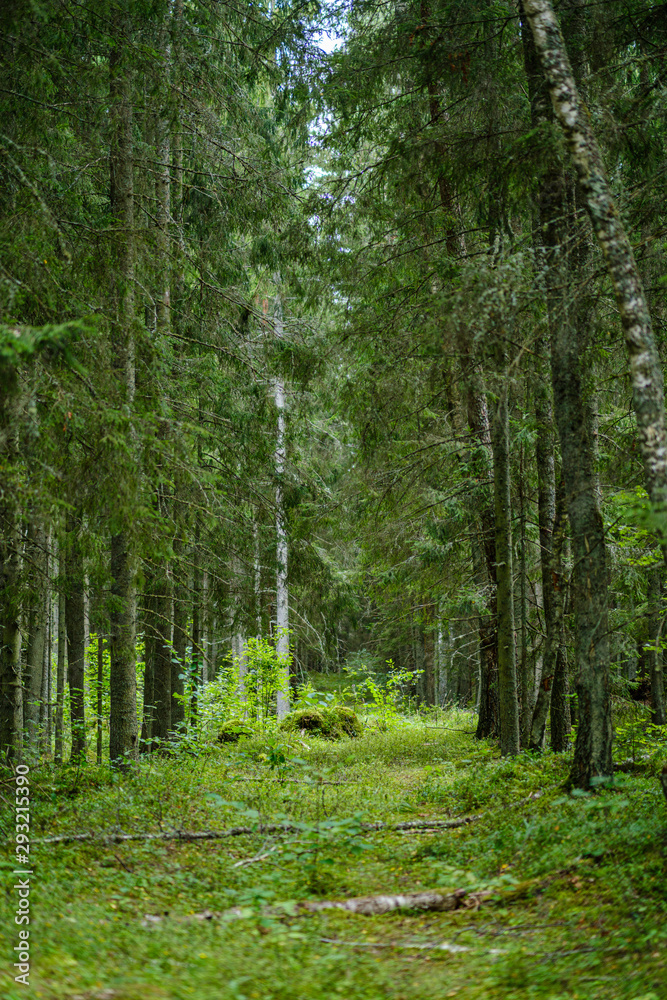 green summer forest foliage with leaves, grass and tree trunks