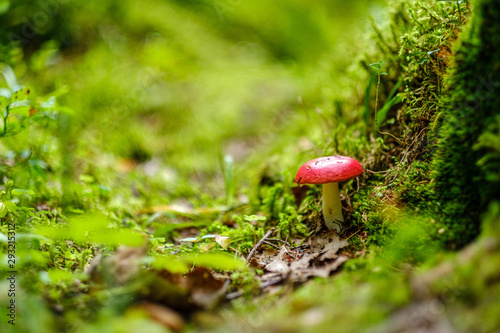 mushrooms in forest green summer