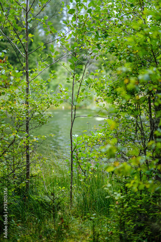 Fototapeta Naklejka Na Ścianę i Meble -  green summer forest foliage with leaves, grass and tree trunks