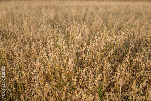 oat growing in the field