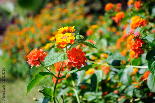 Orange flowers Lantana in the summer garden. © delobol
