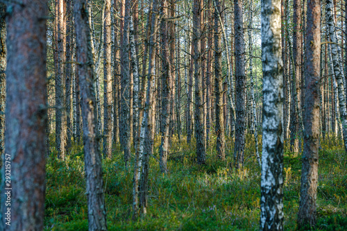 Fototapeta Naklejka Na Ścianę i Meble -  large isolated tree trunks in green forest