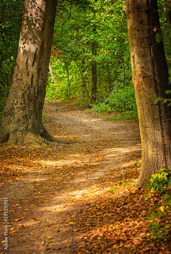 Pathway in the forest in au...