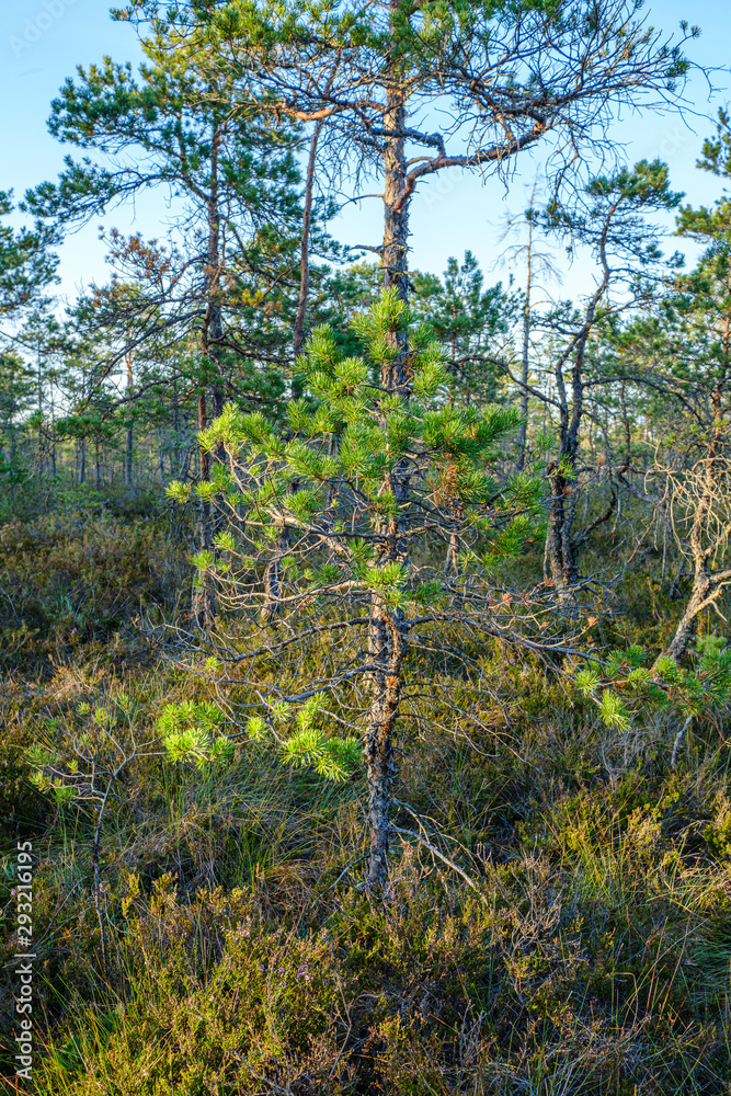 Fototapeta premium pine tree growe in sunny summer forest with blur background