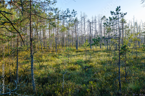 pine tree growe in sunny summer forest with blur background