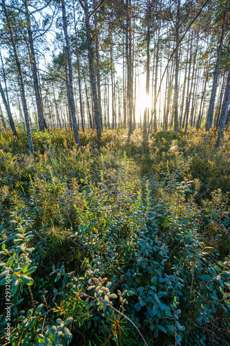 pine tree growe in sunny summer forest with blur background