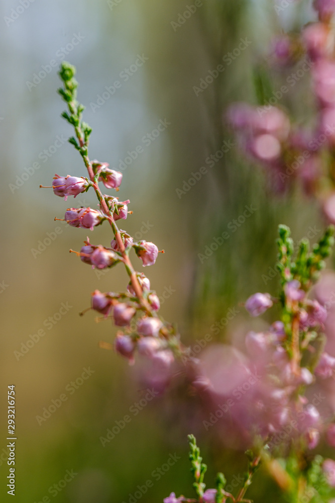 Fototapeta premium heather flowers blooming isolated on blur green background