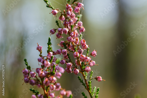 heather flowers blooming isolated on blur green background