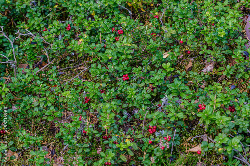 red cranberries in green forest bed red cranberries in green forest bed