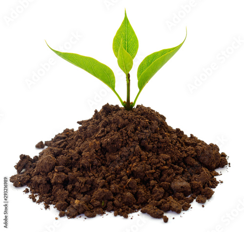 Small sprout in black soil.
