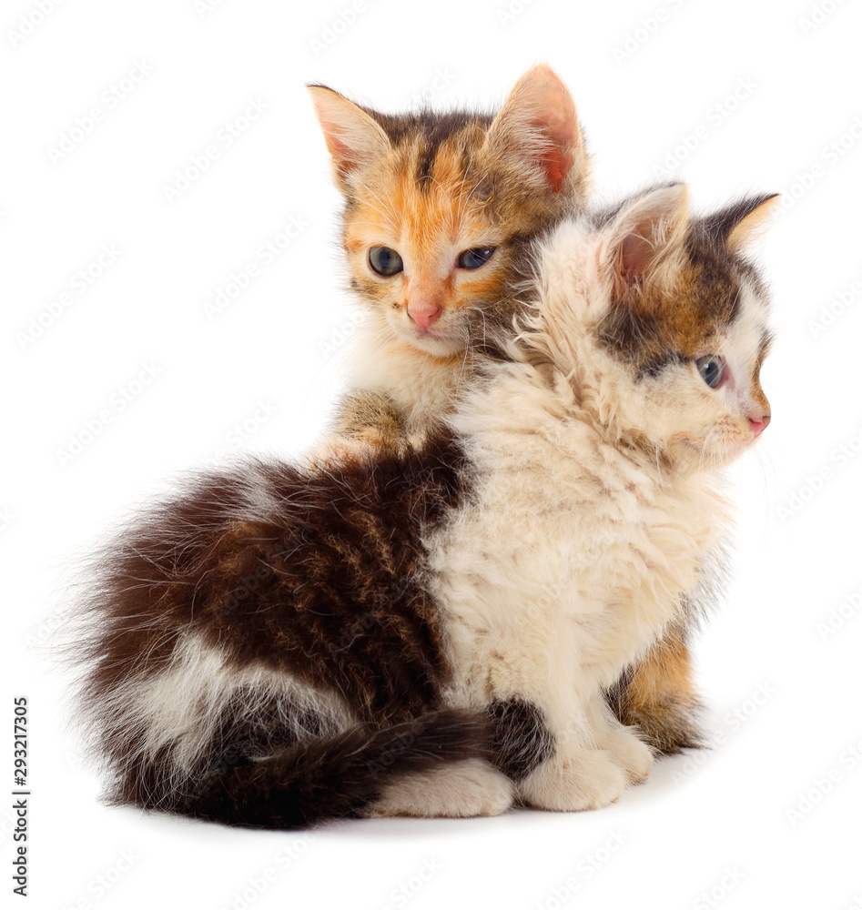 Two small kittens isolated.