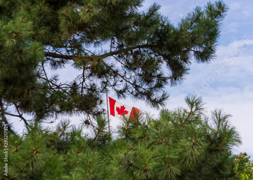 Canadian flag through tree