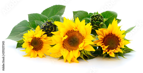 Fototapeta Group of yellow bright beautiful sunflower flowers.