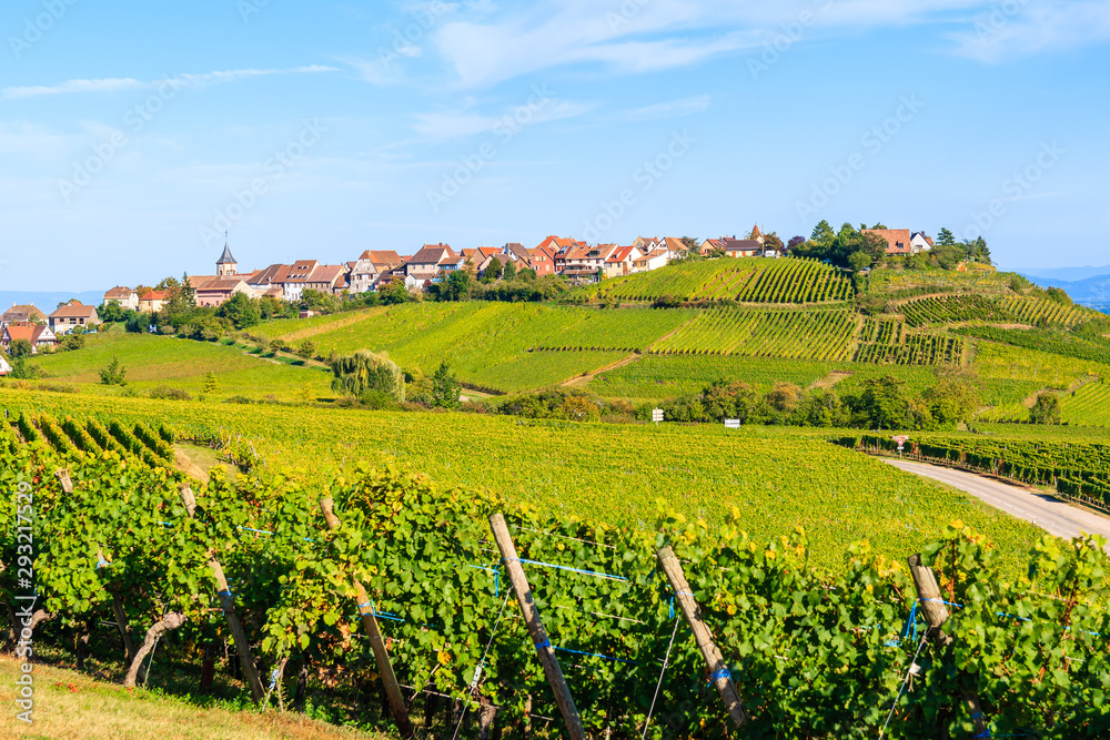 Vineyards on Alsatian Wine Route near Riquewihr village, France