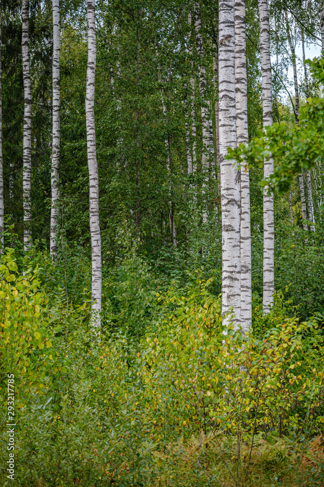 Fototapeta premium green birch trees with some yellow colored autumn leaves