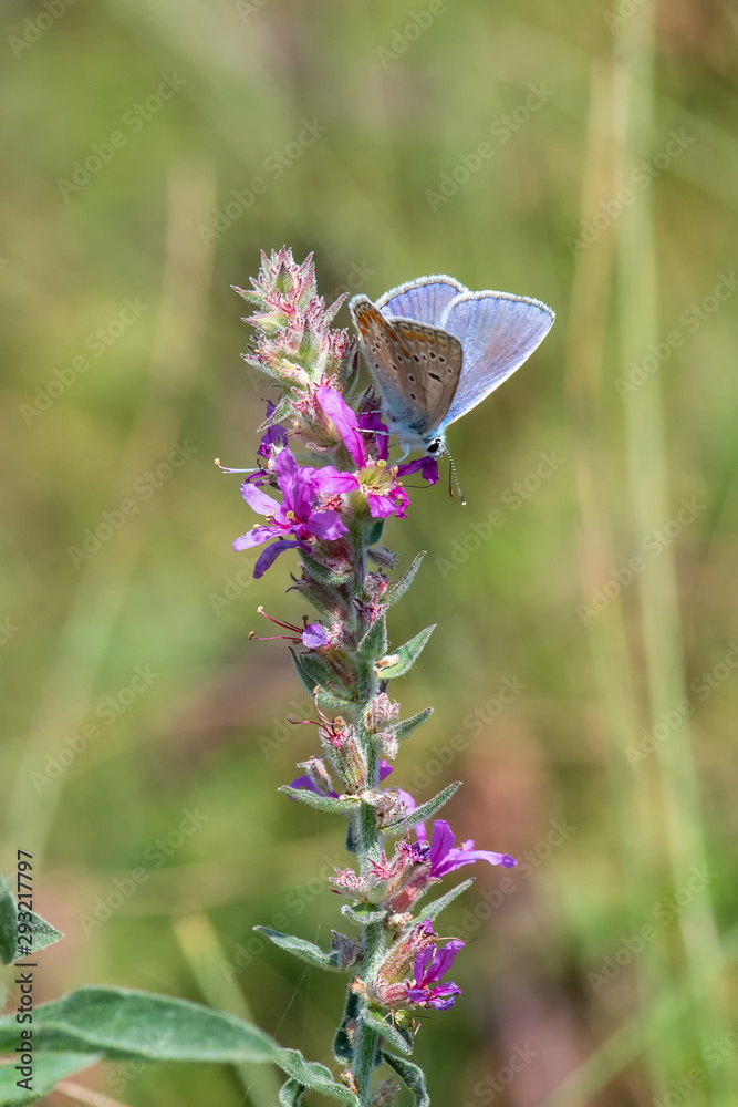 butterfly on flower