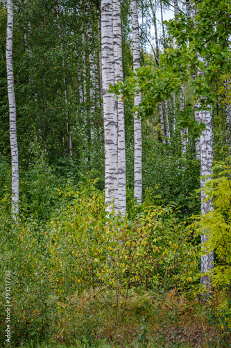 Fototapeta Naklejka Na Ścianę i Meble -  green birch trees with some yellow colored autumn leaves