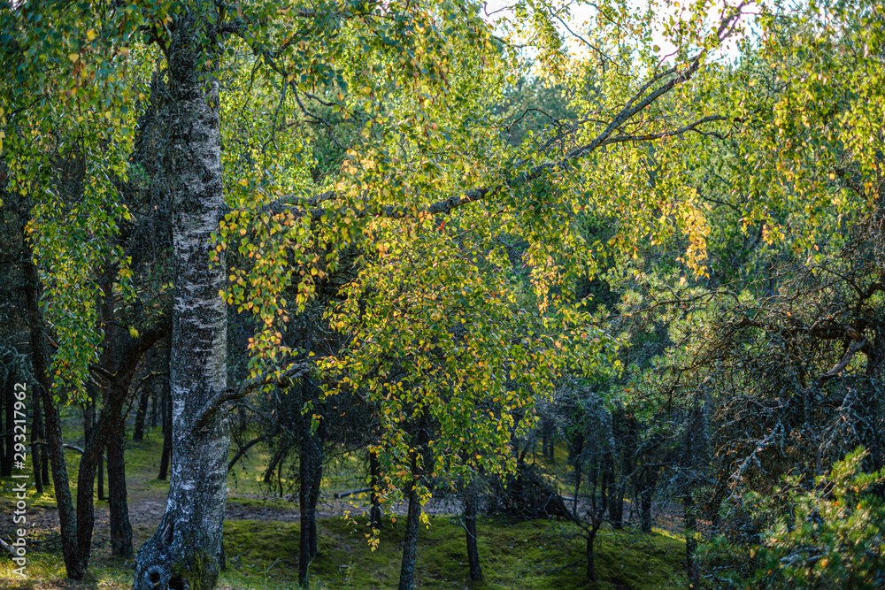 Naklejka premium green birch trees with some yellow colored autumn leaves