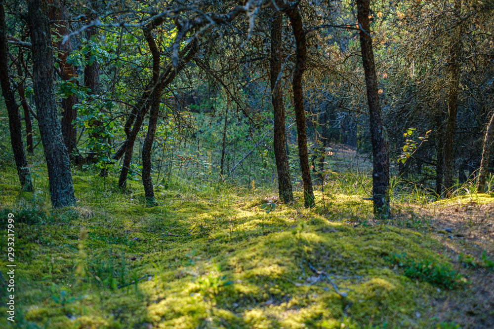 large isolated tree trunks in green forest