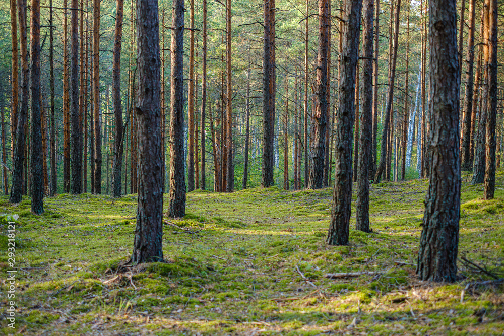 Fototapeta premium large isolated tree trunks in green forest