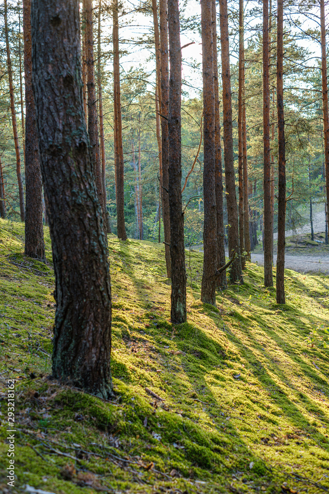 Fototapeta premium large isolated tree trunks in green forest