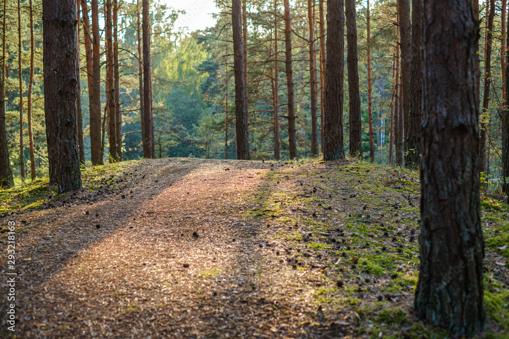 Fototapeta premium dirty gravel road in green forest with wet trees and sun rays