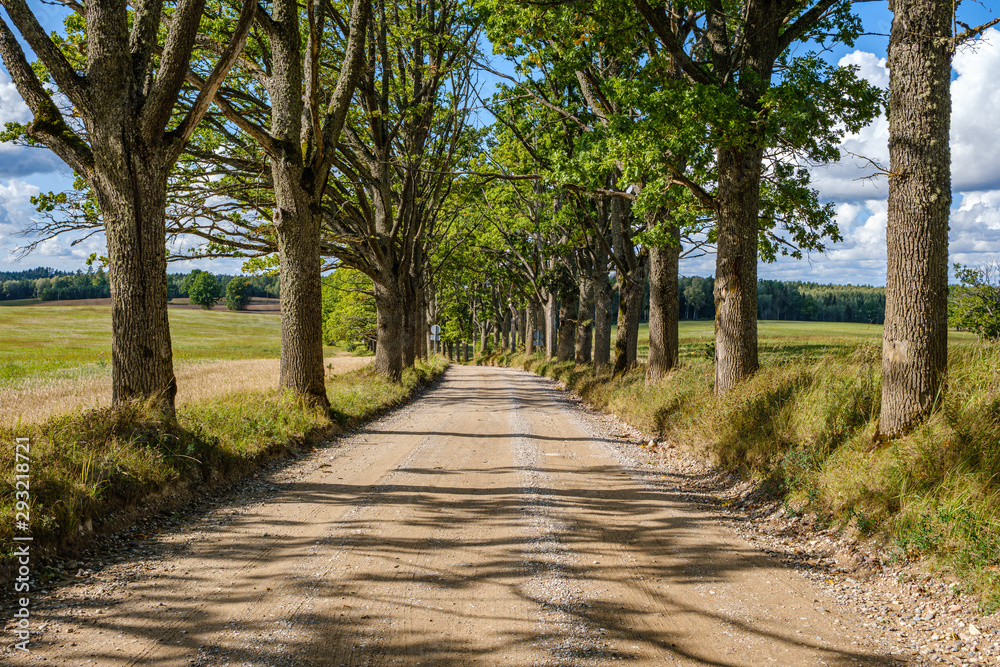 dirty gravel road in green forest with wet trees and sun rays