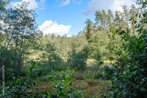 countryside landscape of fields and forests in summer