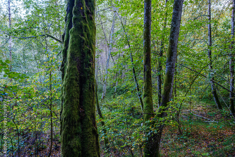 Obraz premium large isolated tree trunks in green forest