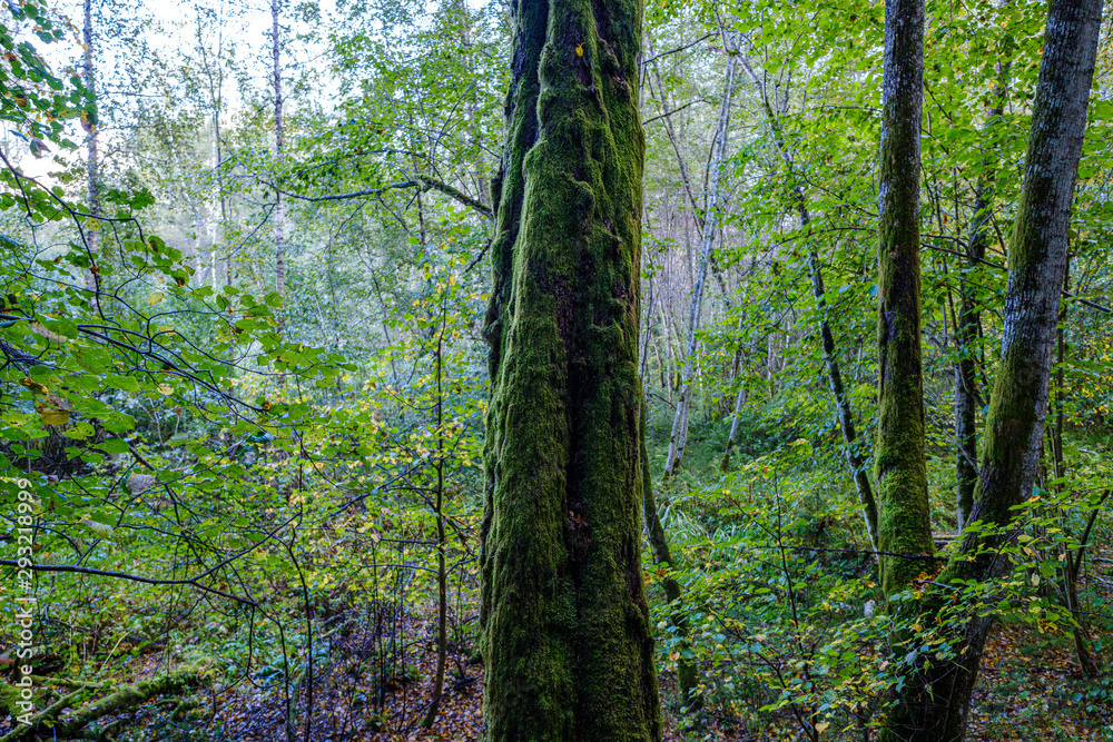 Obraz premium large isolated tree trunks in green forest