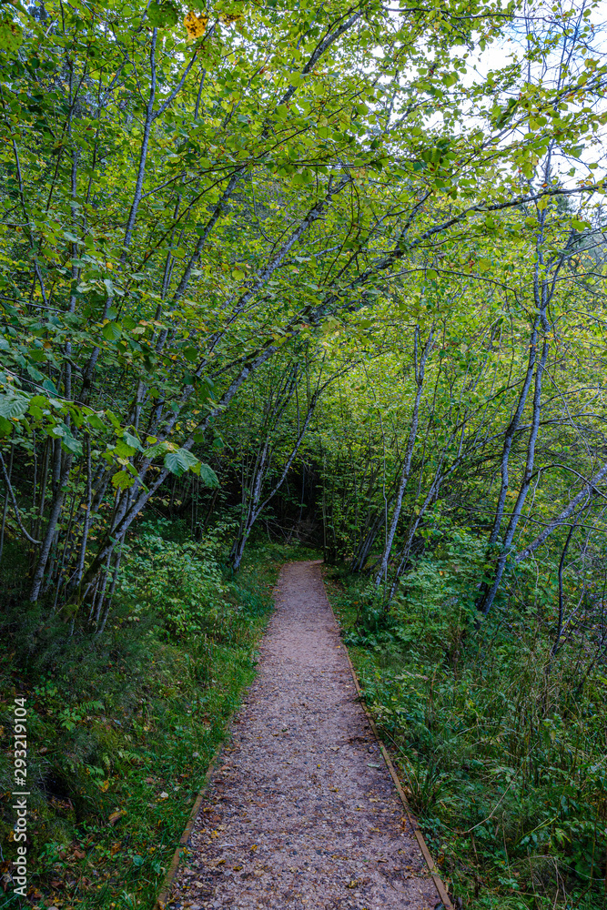 Fototapeta premium dirty gravel road in green forest with wet trees and sun rays