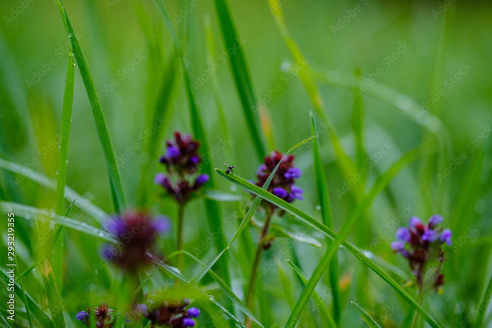 green grass with dew drops and blur background green grass with dew drops and blur background